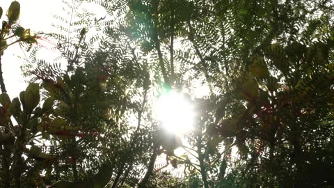 Global warming. The sun shines through the branches and leaves of trees Video stock 243524533