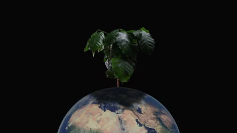 Global Warming Tree Canopy Giving Shade To The Earth Deforestation Concept Stock Footage 335408400