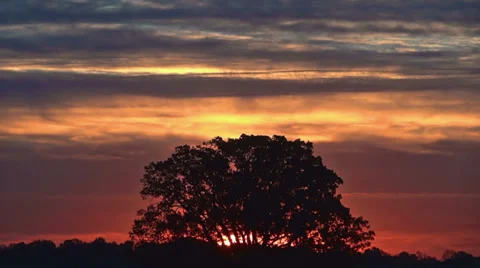 Global Warming Tree Heatwaves 1 HD Stock Footage 33421646