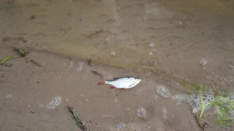 Global water pollution. Dead roach fish on polluted water lake beach. Gimbal Stock Footage 134465502