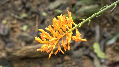 Globba ginger flowering, Malaysia Stock Footage 196134860