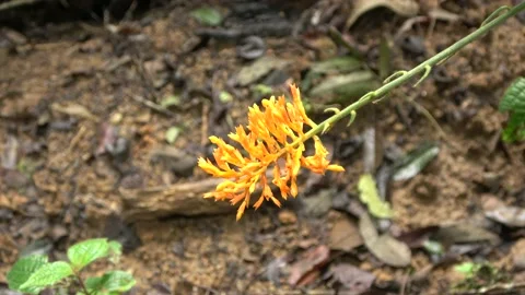 Globba ginger flowering, Malaysia Stock Footage 196134874