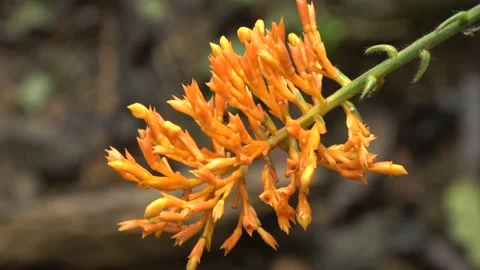 Globba ginger flowering, Malaysia Stock Footage 196134880
