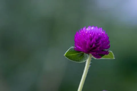A Globe Amaranth / Bachelor Button. Flowers are magenta, white, pink and ligh Stock Photos