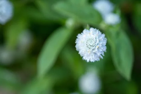 A Globe Amaranth / Bachelor Button. Flowers are magenta, white, pink and ligh Stock Photos