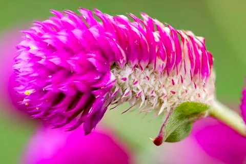 Globe Amaranth -  Bachelor Button Foto stock