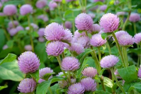 Globe Amaranth, Bachelor Button, tropical flower in spring season background Stock-Fotos