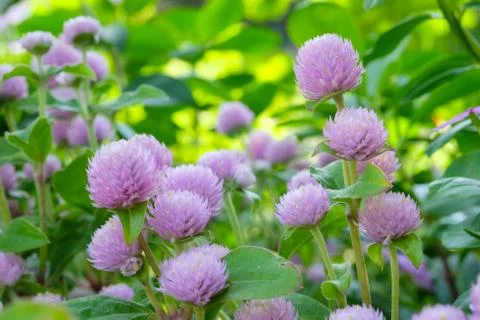 Globe Amaranth, Bachelor Button, tropical flower in spring season background Stock Photos