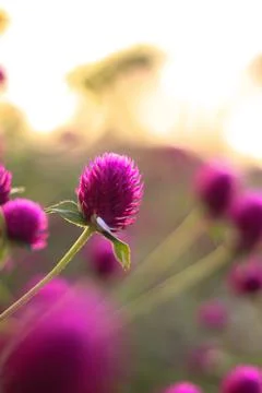 Globe Amaranth in the evening 库存照片