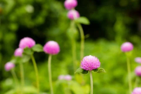 Globe Amaranth Flower Stock Photos