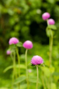 Globe Amaranth Flower Stock Photos
