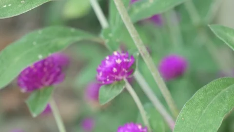 Globe Amaranth flowers shoot Stock Footage 97392114