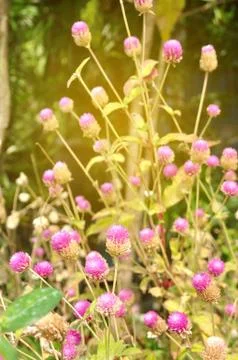 Globe amaranth with light flare background. Stock Photos