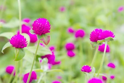 Globe amaranth in nature background Stock Photos