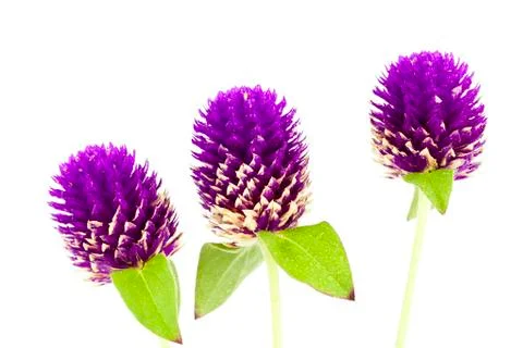 Globe Amaranth or Bachelor Button close up Foto stock