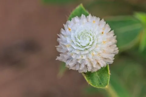 Globe Amaranth or Bachelor Button flower Stock Photos