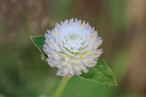 Globe Amaranth or Bachelor Button flower 스톡 사진