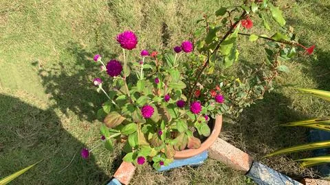 Globe amaranth or bachelor button flower Stock Photos