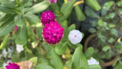 Globe amaranth or bachelor button flower Stock Photos