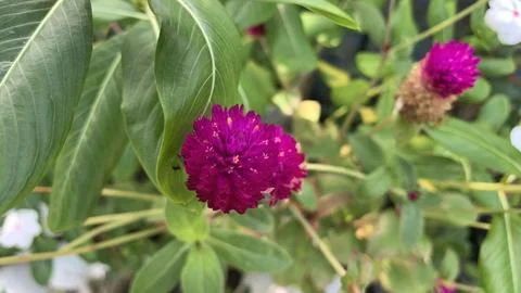 Globe amaranth or bachelor button flower Stock Photos