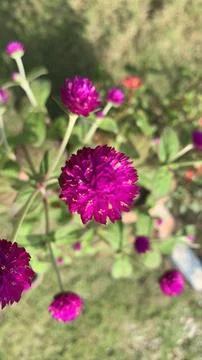 Globe amaranth or bachelor button flower Stock Photos