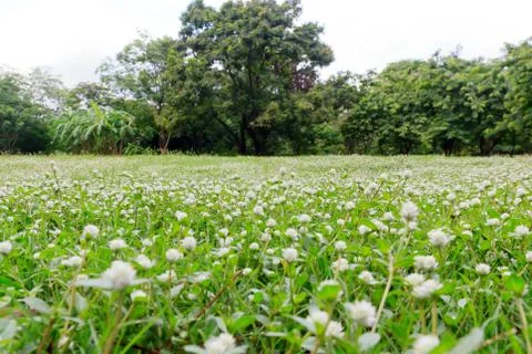 Globe amaranth Stock Photos