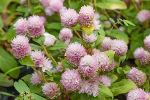 Globe amaranth Stock Photos