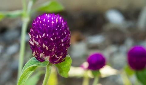 Globe amaranth Foto stock
