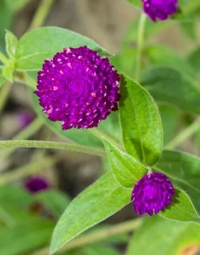 Globe amaranth Stock Photos