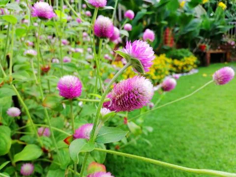 Globe amaranth Stock Photos