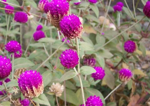 Globe amaranth Stock Photos