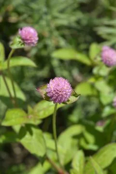 Globe amaranth Stock Photos