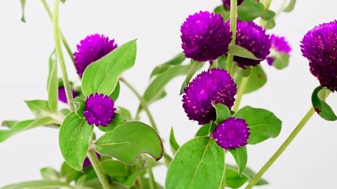 Globe Amaranth on white background. 스톡 동영상 169239711