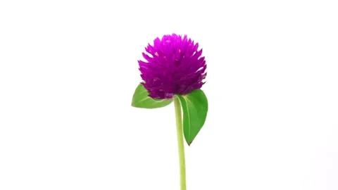 Globe Amaranth on white background. 스톡 동영상 169239725