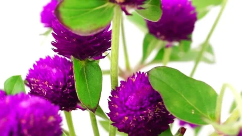 Globe Amaranth on white background. Stock Footage 169239834