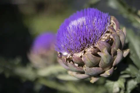 The globe artichoke Stock Photos
