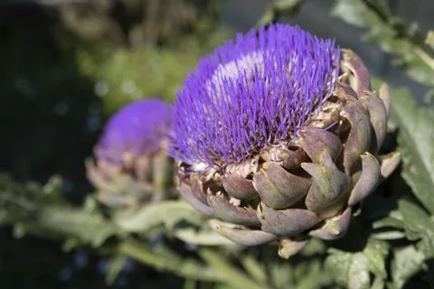 The globe artichoke Stock Photos