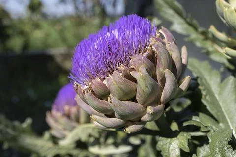 The globe artichoke Stock Photos