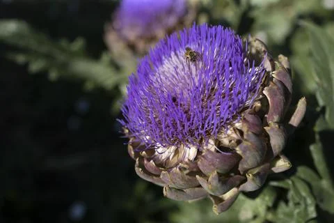 The globe artichoke Stock Photos