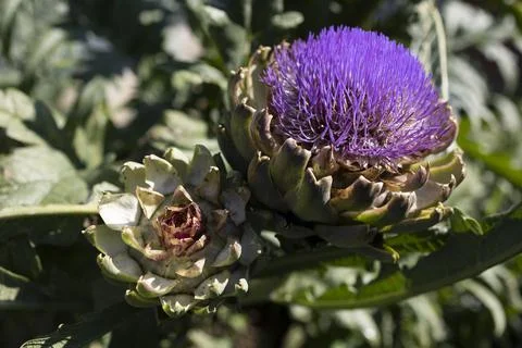 The globe artichoke Stock Photos