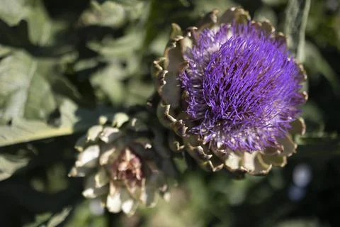 The globe artichoke Stock Photos