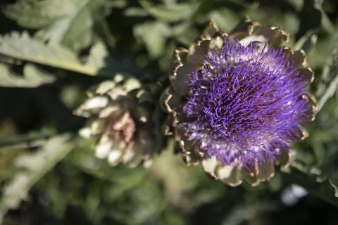 The globe artichoke Foto stock