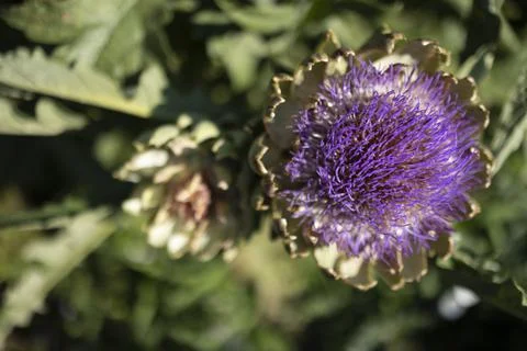 The globe artichoke Stock Photos