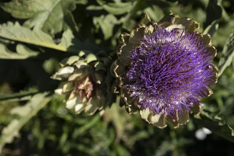 The globe artichoke Stock Photos
