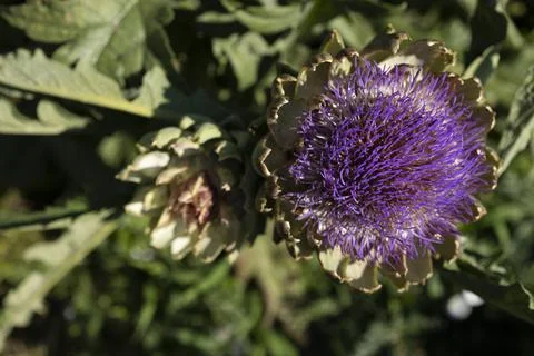 The globe artichoke Stock Photos