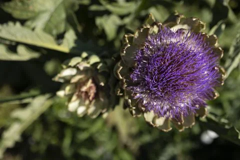 The globe artichoke Stock Photos
