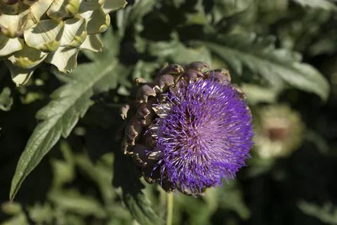 The globe artichoke Stock Photos