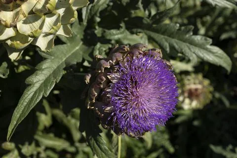 The globe artichoke Stock Photos