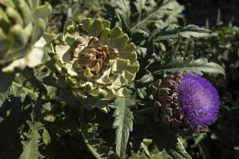 The globe artichoke Stock Photos