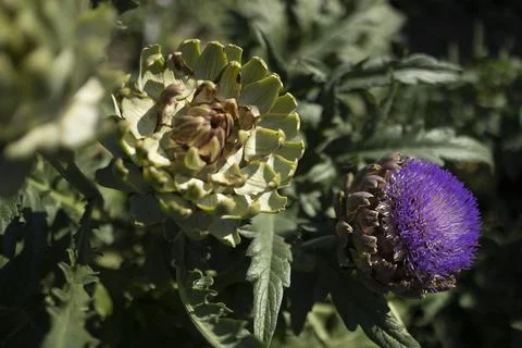 The globe artichoke Stock Photos
